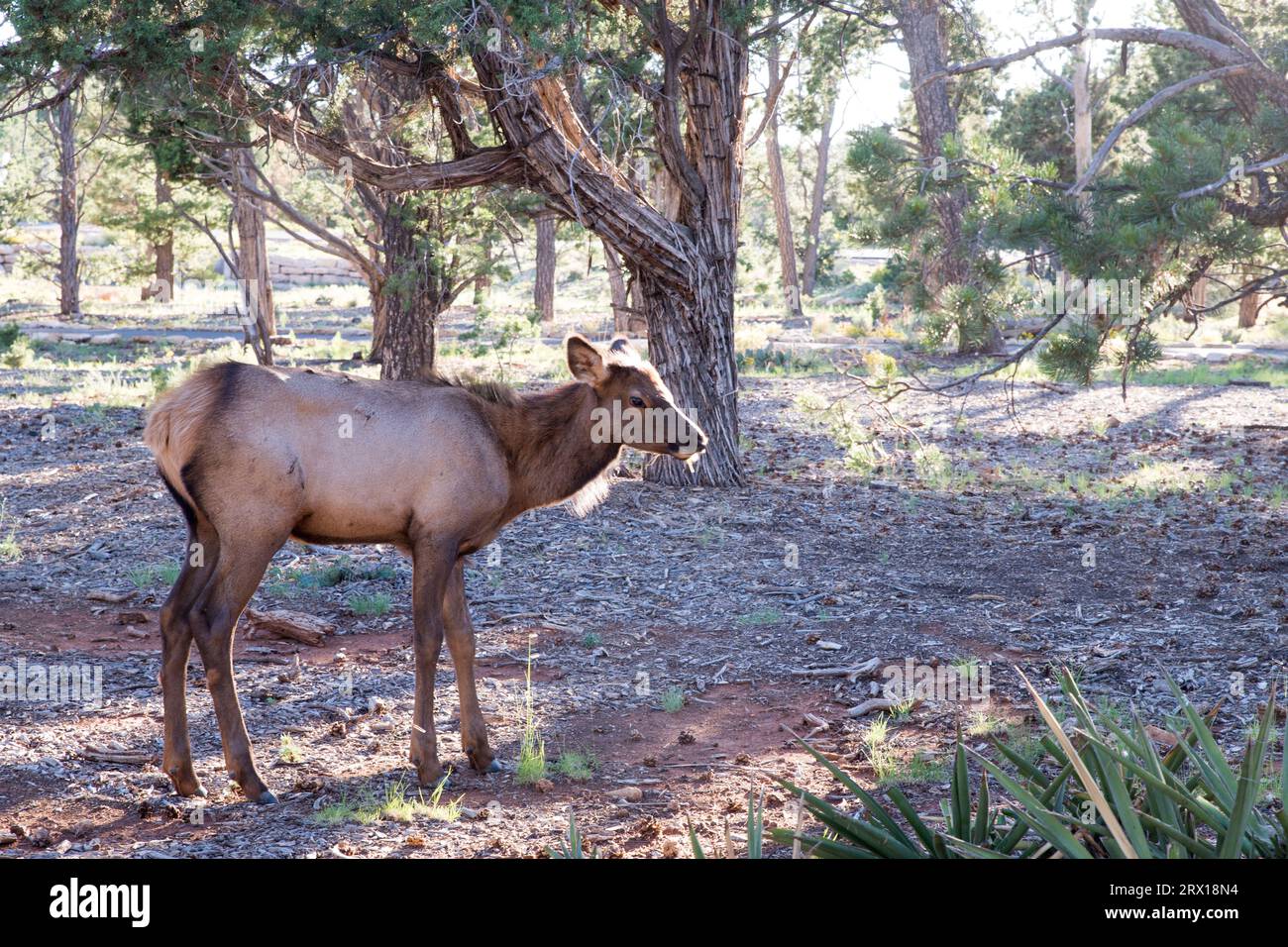 USA Arizona Grand Canyon National Park ein Elch im Wald des Nationalparks Stockfoto