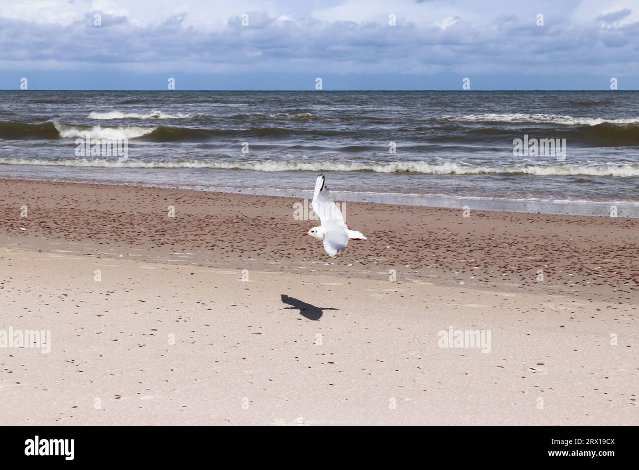 Fliegende Möwe an der Küste Stockfoto