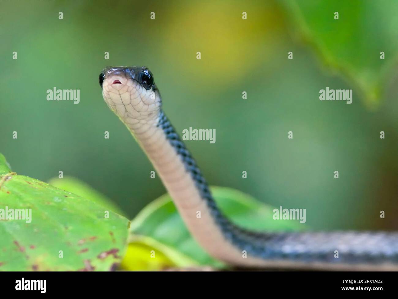 Blaue Schlange auf einem Zweig in der Wildnis auf einem Baumzweig über dem Kinabatang Fluss. Kinabatang River, Borneo, Malaysia Stockfoto