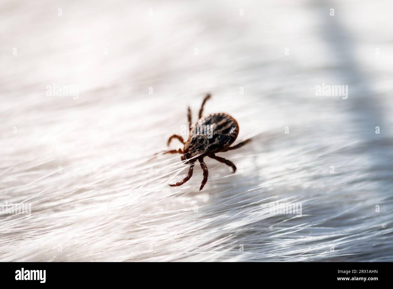 Zeckenmilben-Arachniden-Parasiteninsekt auf weißem Hundehaar. Makroaufnahme Stockfoto