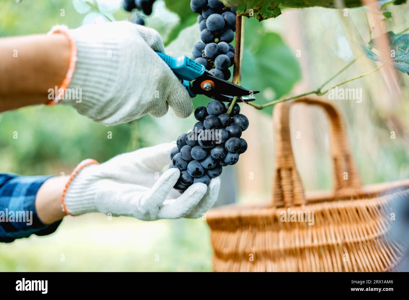 Traubenernte. Blaue Traubenbüschel in Menschenhänden mit Schere aus nächster Nähe. Einzelheiten der handgefertigten Traubenernte im Herbstweinberg Stockfoto