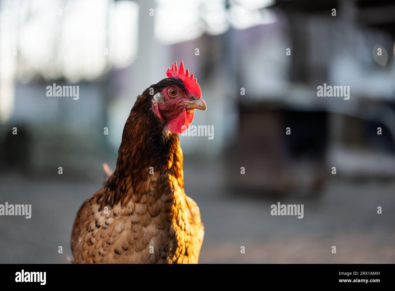 Braunes Hühnchen aus Freilandhaltung im ländlichen Hinterhof. Tierfotografie Stockfoto