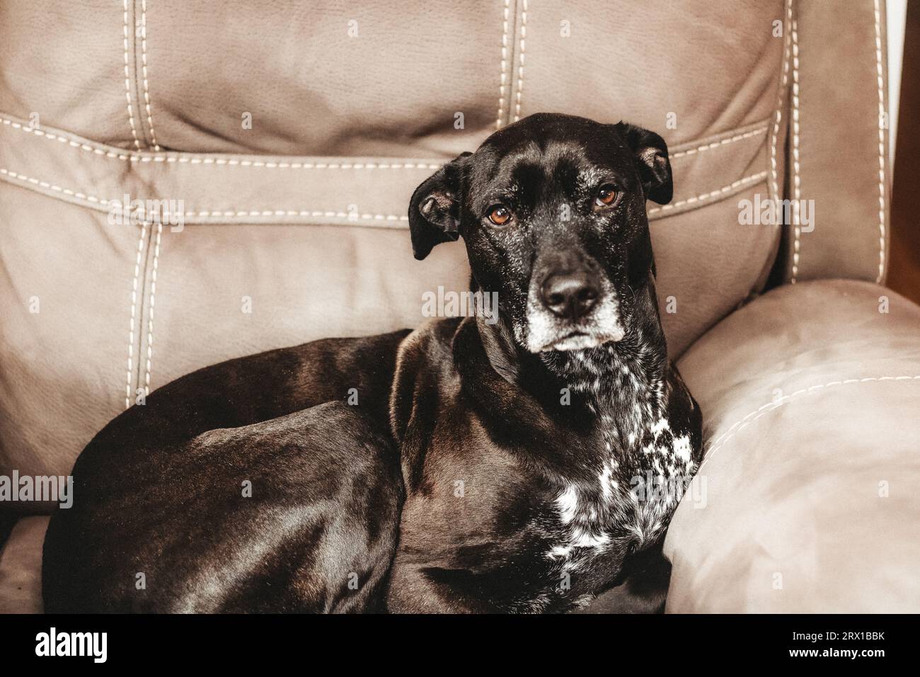 Schwarz-weißer Rettungshund sitzt auf der Couch Stockfoto