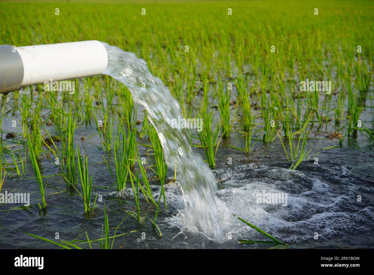 Weizenpflanzen werden mit Wasserstrahl bewässert. Bewässerung von Reisfeldern mit Pumpbrunnen mit der Technik der Wasserförderung vom Boden zum Fluss Stockfoto