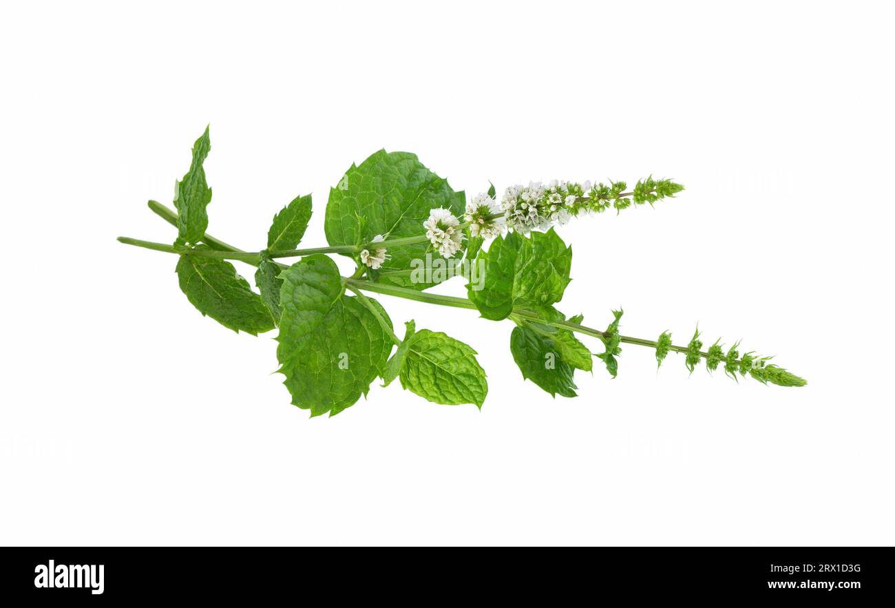 Minzblume isoliert auf weißem Hintergrund. Minzkraut. Stockfoto
