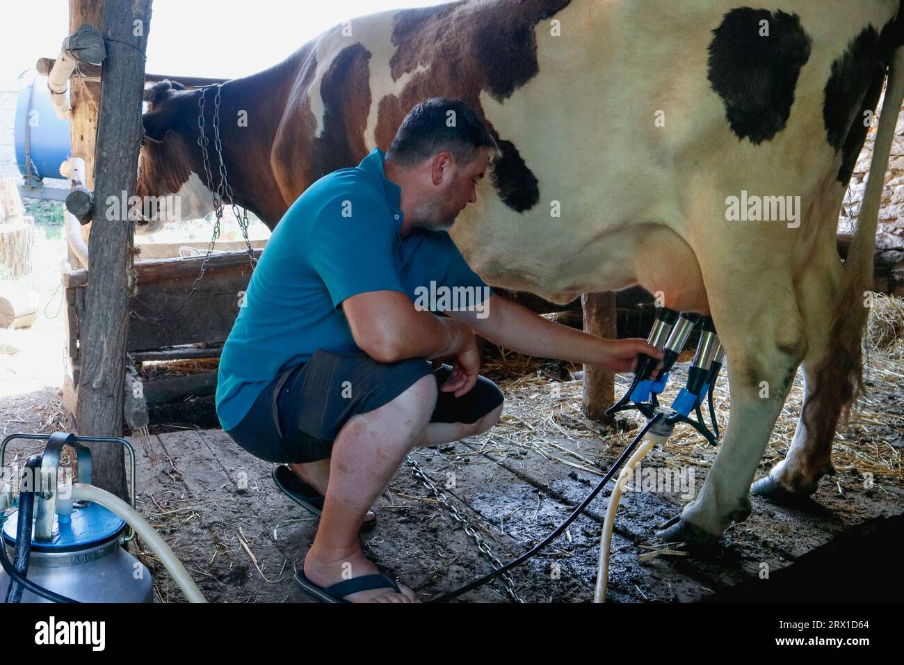 Ein Mann, der eine Kuh mit einer Melkmaschine melkt Stockfoto