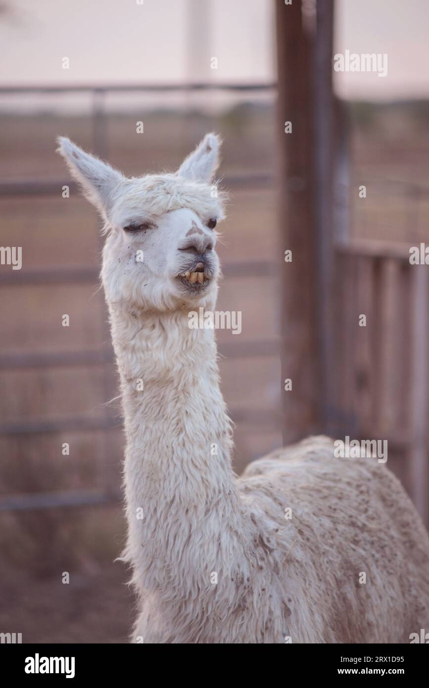 Weiße Alpaka mit lustigem Gesicht Stockfoto