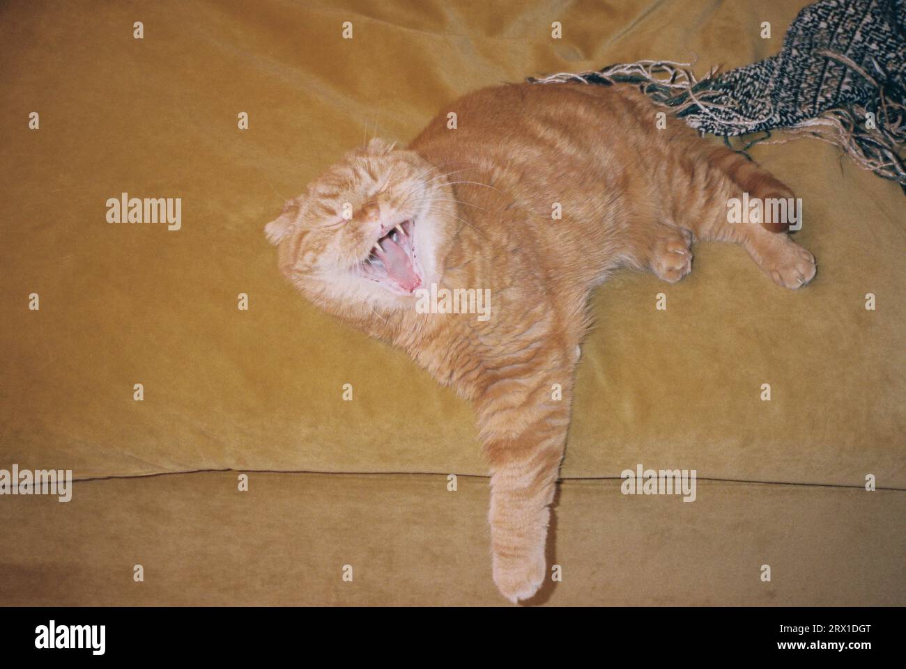 Orange Scottish Fold Katze mit weit offenem Mund Stockfoto