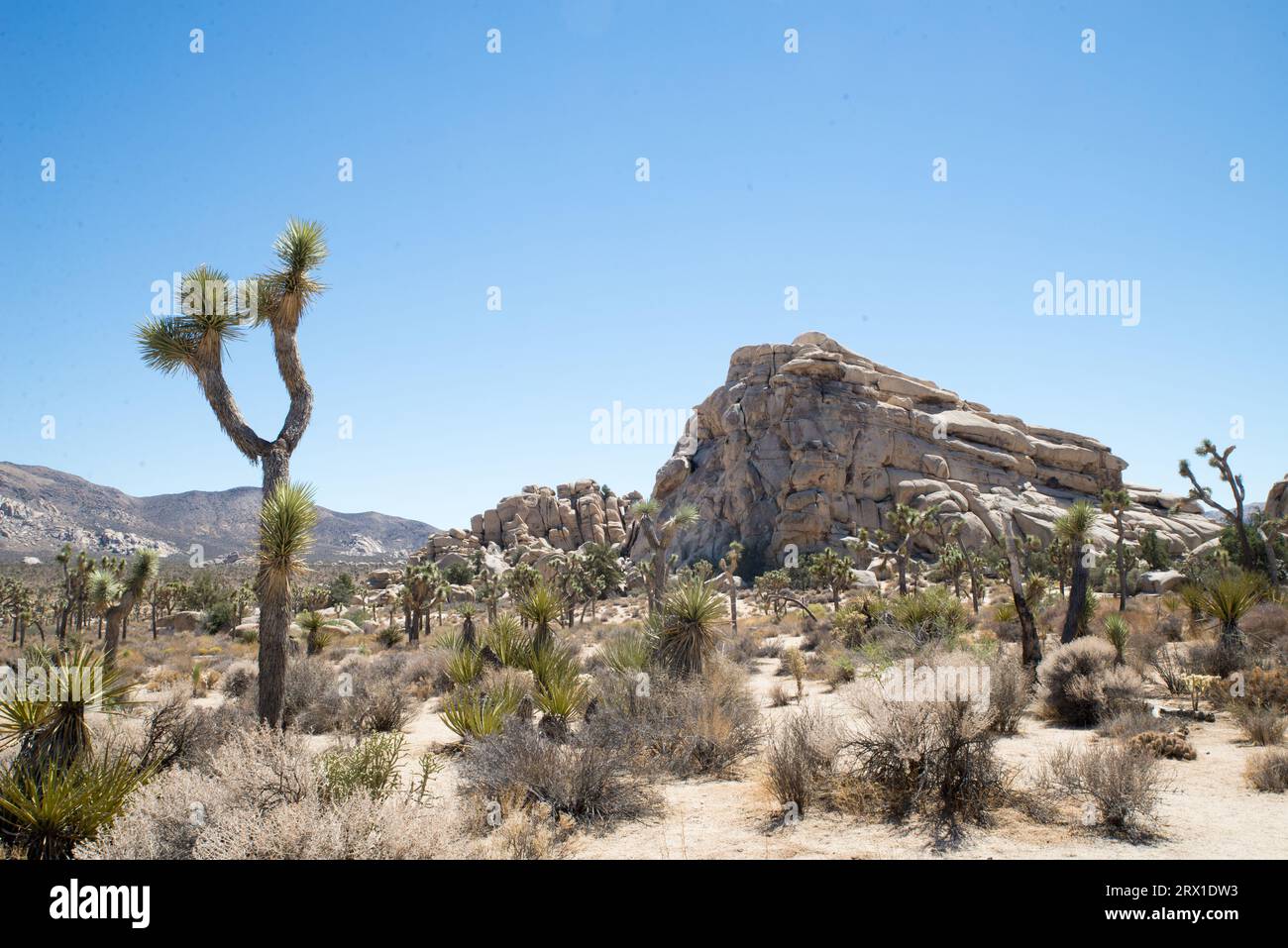 USA Kalifornien Joshua Tree Nationalpark Stockfoto