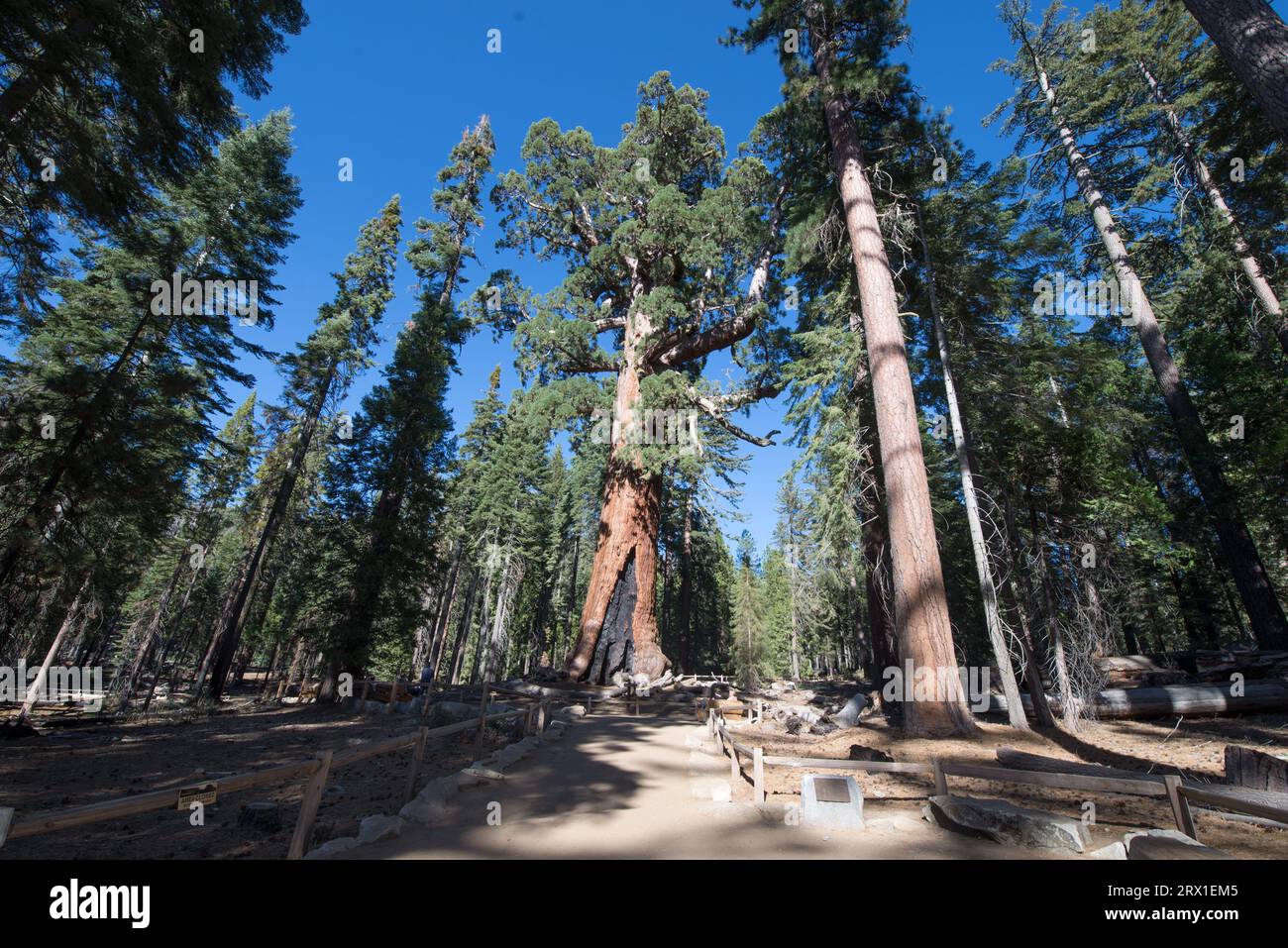 USA California Yosemite National Park Mariposa Grove Sequoias Stockfoto
