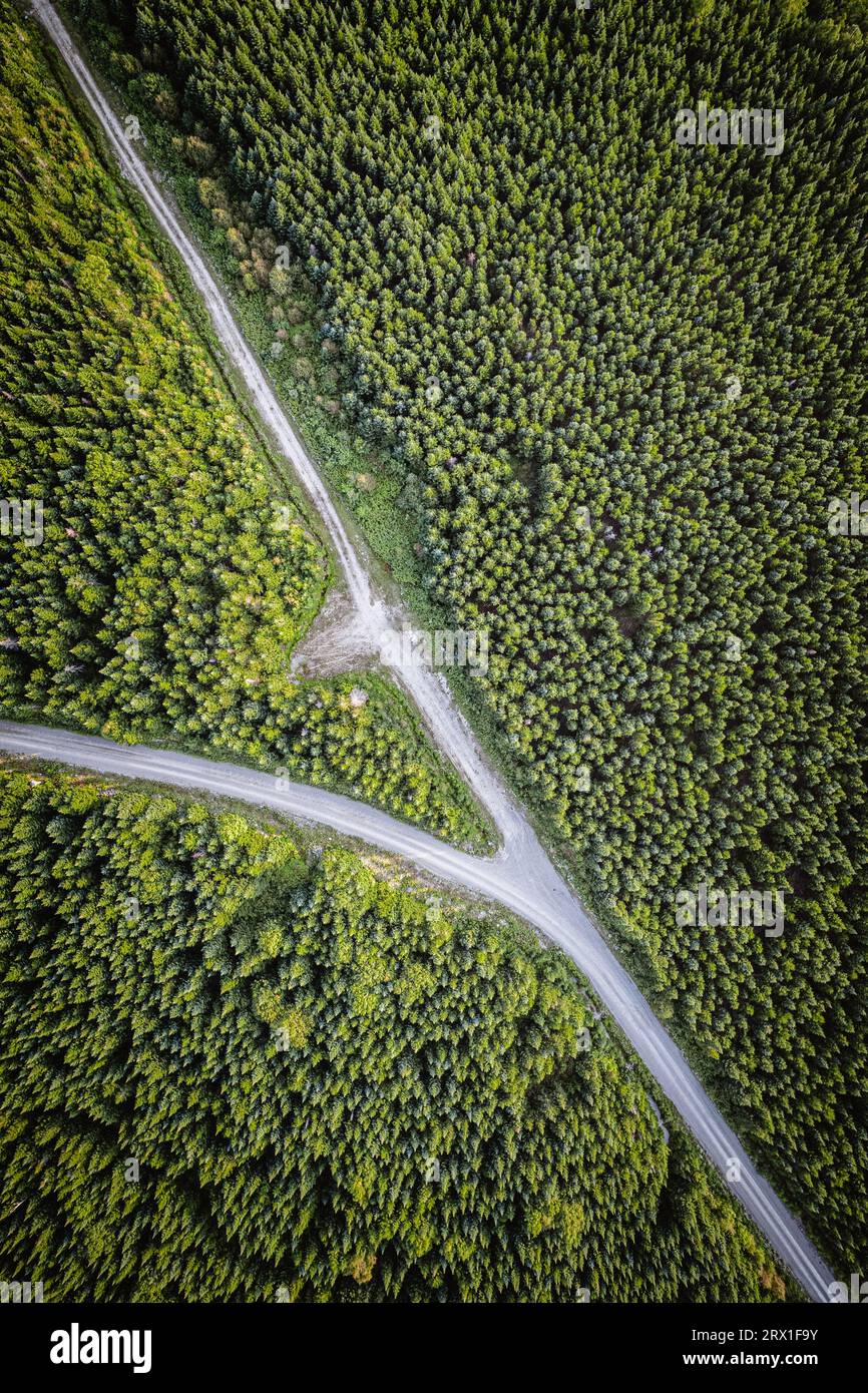 Luftaufnahme der Holzfällerstraße durch einen Wald in Maine Stockfoto