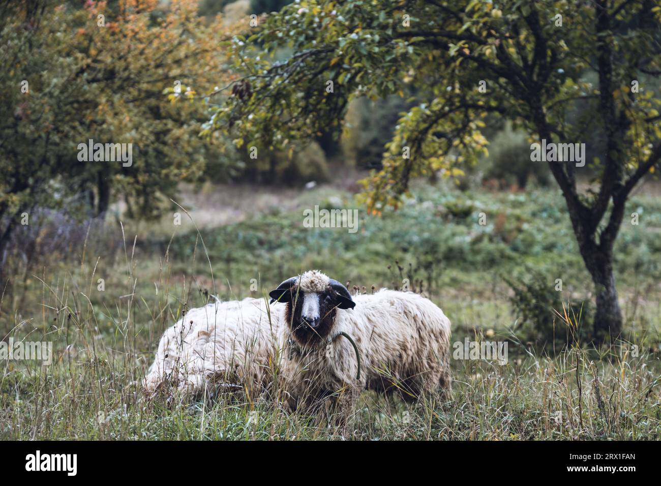 Schafe grasen im Garten, gedämpftes Grün Stockfoto