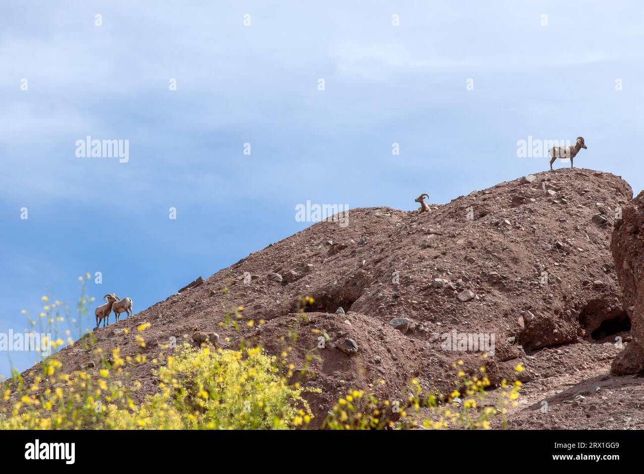 Dickhornschafe auf felsigen, felsigen, gelben Blüten im Vordergrund Stockfoto