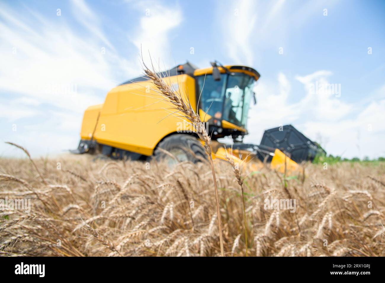 Gelbes Erntemaschine auf dem Feld Stockfoto