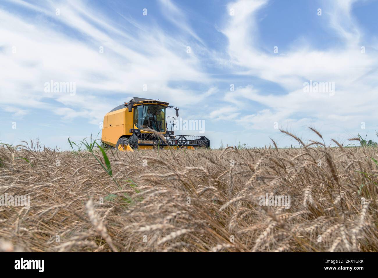 Gelber Mähdrescher auf dem Feld Stockfoto