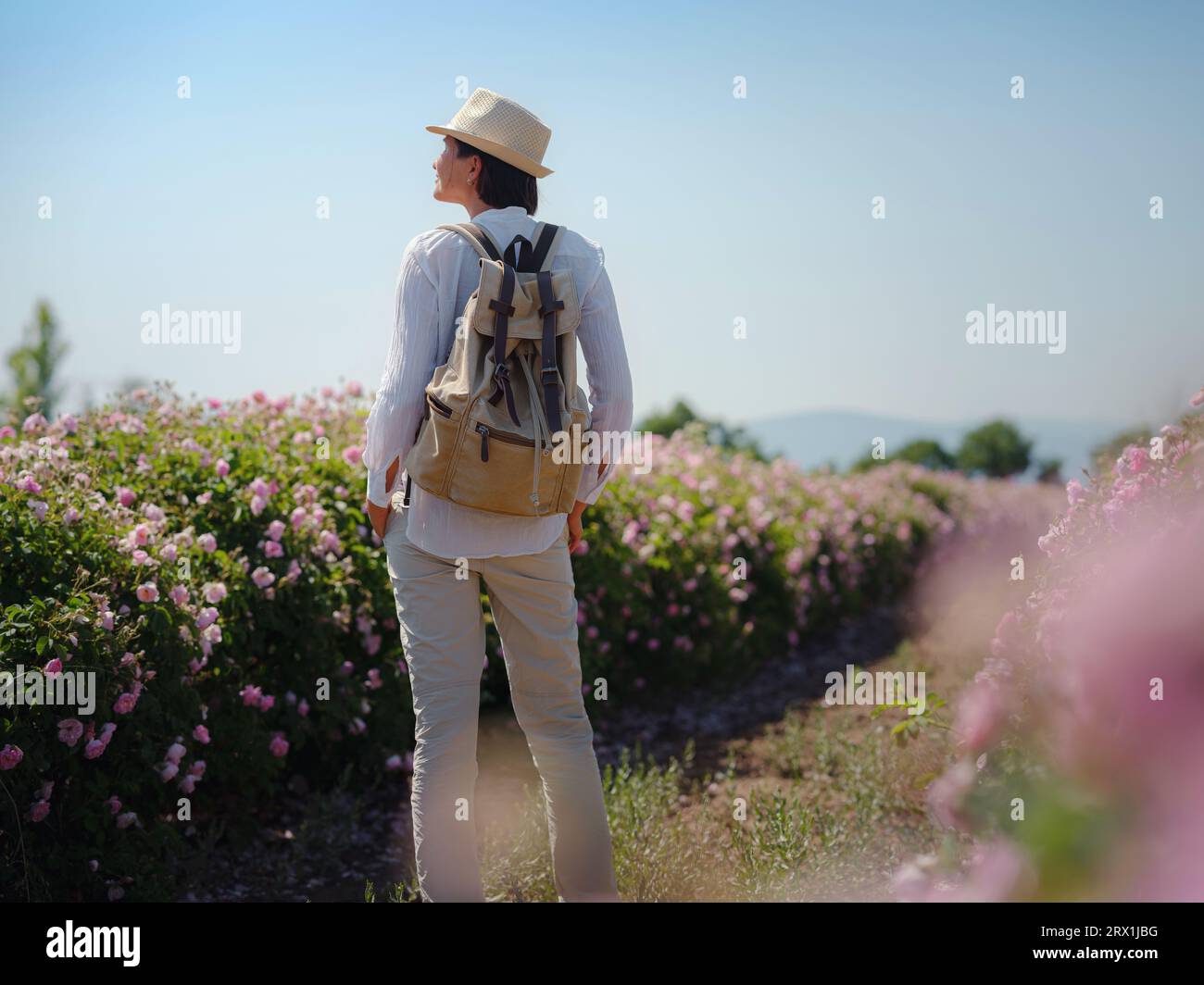 Frau, die das Aroma auf dem Acker der Damaszener Rosen am sonnigen Sommertag genießt. Rosenblütenernte für die Rosenölparfümproduktion. Village Guneykent in der Region Isparta, Türkei, ein wahres Paradies für Ökotourismus. Stockfoto