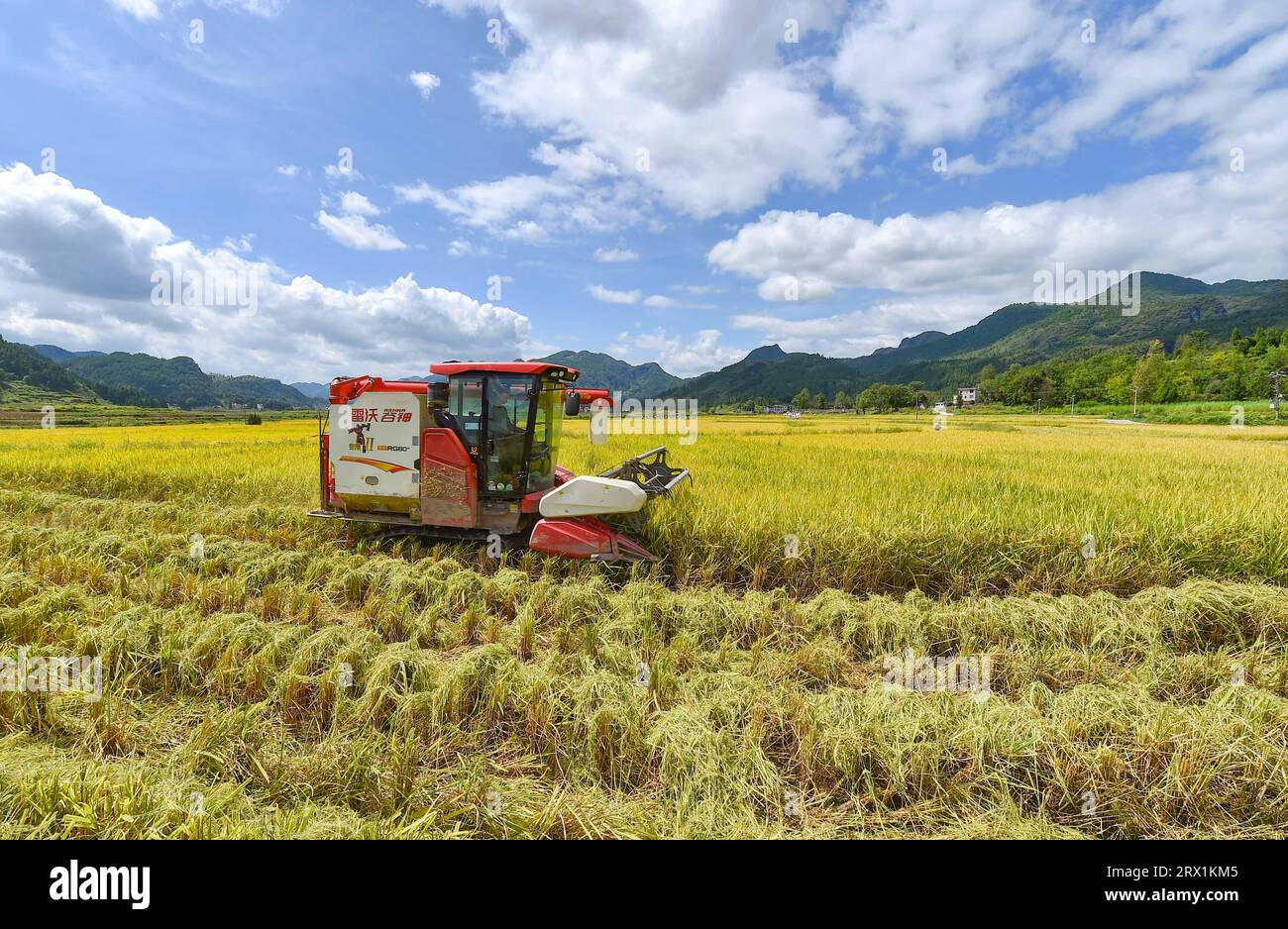 Peking, chinesische Provinz Guizhou. September 2023. Ein Landwirt betreibt einen Erntemaschine auf einem Reisfeld in der Pujue Township, Songtao Miao Autonomous County in Tongren, Südwestchinesische Provinz Guizhou, 18. September 2023. Quelle: Long Yuanbin/Xinhua/Alamy Live News Stockfoto