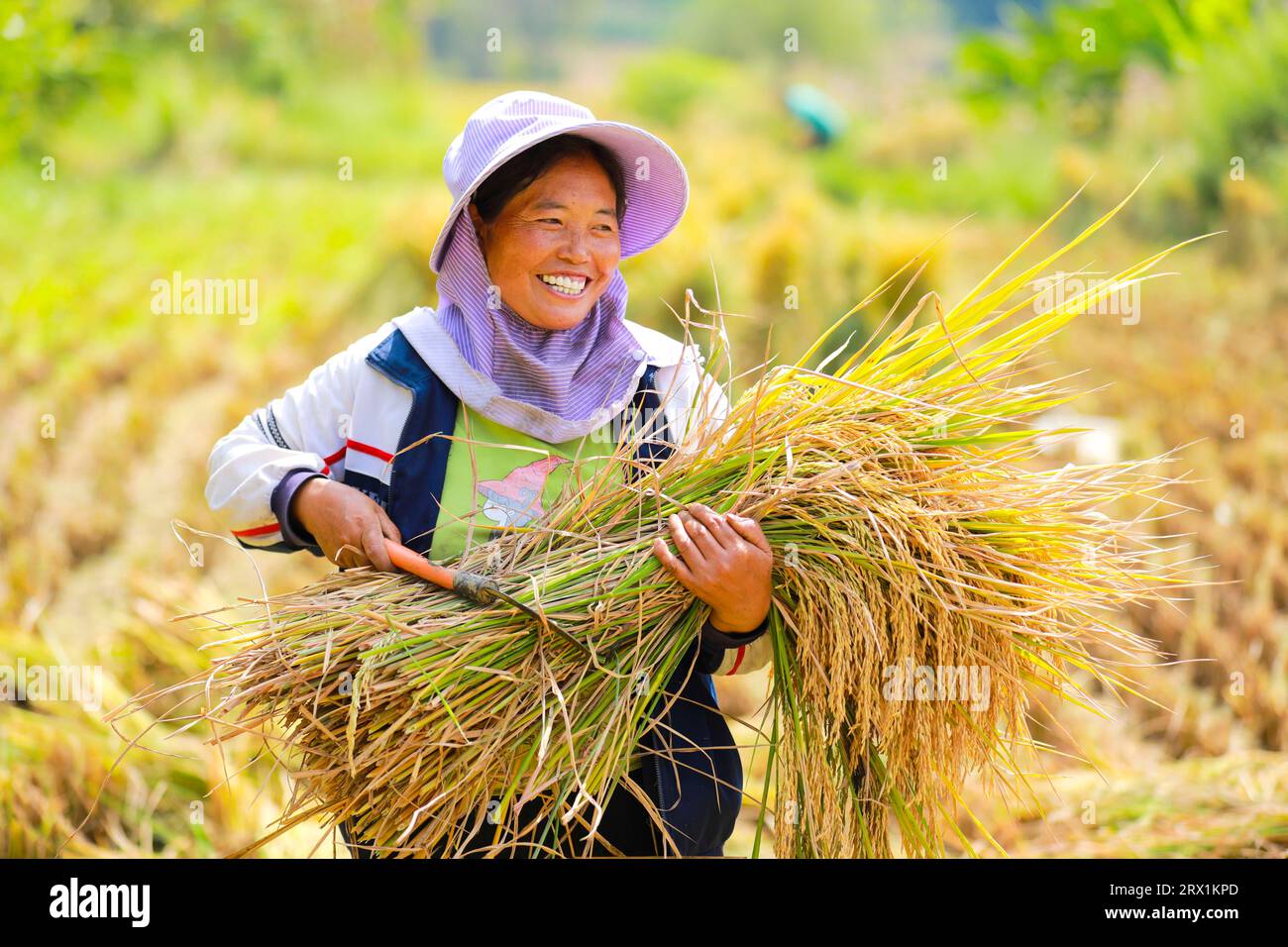 Peking, Qianxi-Stadt im Südwesten Chinas, Provinz Guizhou. September 2023. Ein Bauer erntet Reis auf einem Reisfeld in der Yuduo Township, Qianxi Stadt in der südwestchinesischen Provinz Guizhou, 19. September 2023. Quelle: Zhou Xunchao/Xinhua/Alamy Live News Stockfoto