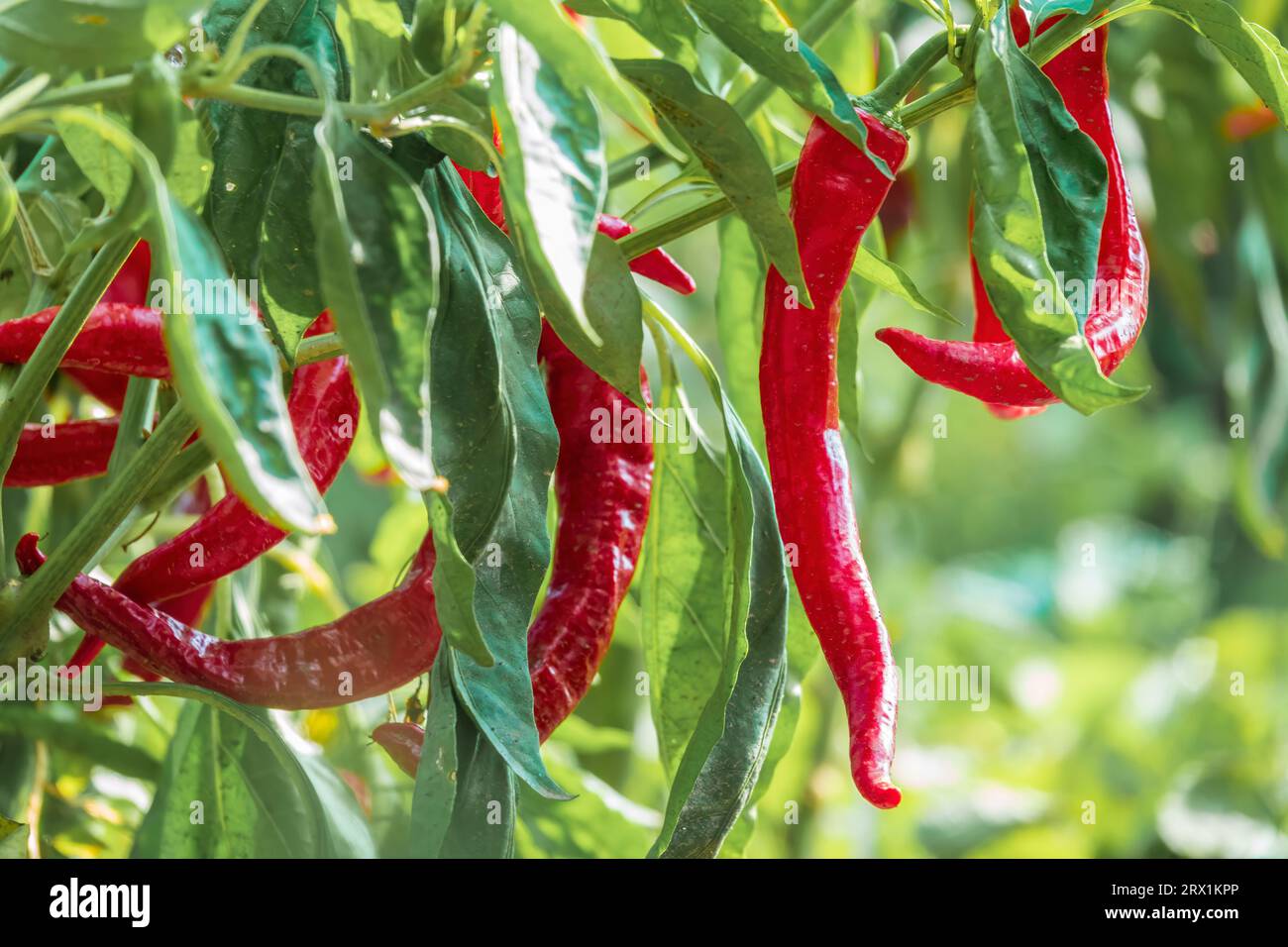 Rote Chilipfeffer Pflanze im Garten Stockfoto