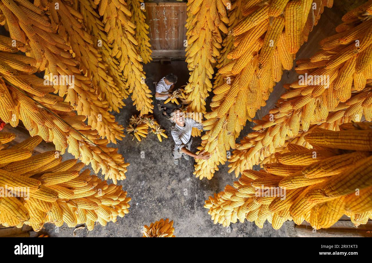 Peking, chinesische Provinz Guizhou. September 2023. Die Bauern lüften frisch geerntete Körner im autonomen County Songtao Miao in Tongren, Provinz Guizhou im Südwesten Chinas, 19. September 2023. Quelle: Long Yuanbin/Xinhua/Alamy Live News Stockfoto