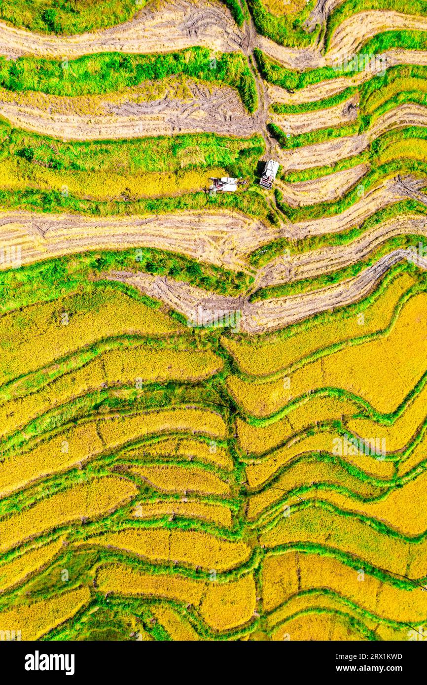 Peking, China. September 2023. Dieses Luftbild vom 15. September 2023 zeigt Schnitter, die Reis im Dorf Wenbi in der Stadt Bazhong im Südwesten der chinesischen Provinz Sichuan ernten. Quelle: Fu Haixu/Xinhua/Alamy Live News Stockfoto
