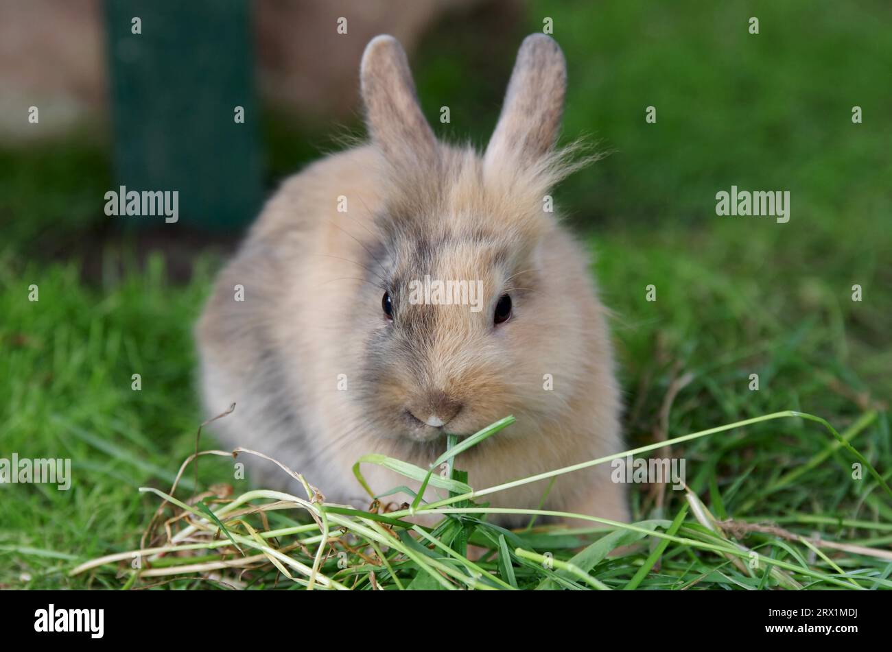 Kaninchen (Cuniculus), Haustier, Fell, Braun, Hase, niedlich, Gras, Gehege, Ein junger Hauskaninchen sitzt im Gras und knabbert auf einem Grashalm Stockfoto