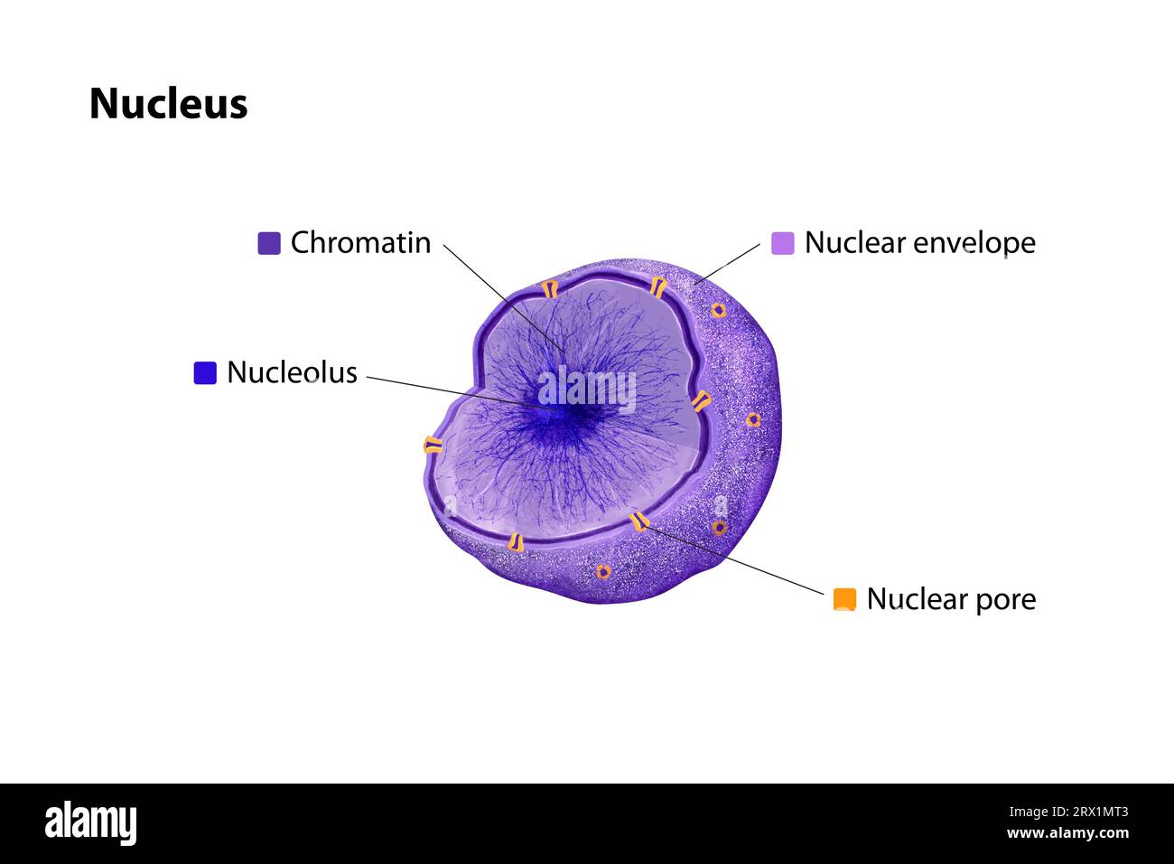 Kern: Zentrale Organelle der eukaryotischen Zelle, eingeschlossen von einer Doppelmembran, die DNA in Chromatin-Form enthält und essentielle genetische Funktionen orchestriert Stockfoto