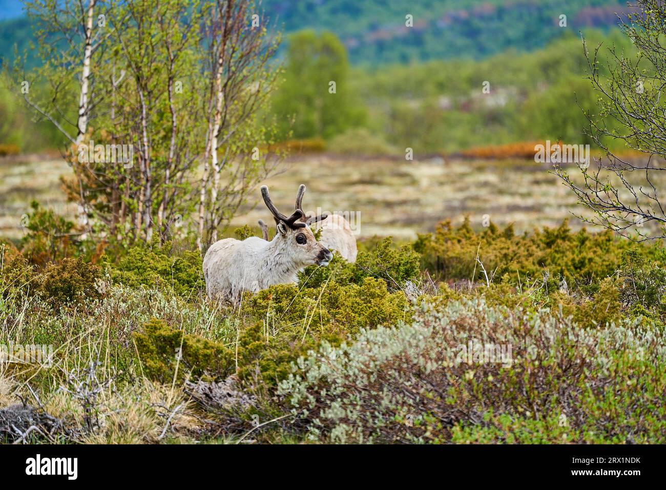 Europäisches Rentier, Rangifer tarandus, auch Caribou, stehen in der Tundra und stöbern im Hochland Norwegens, Skandinavien Stockfoto