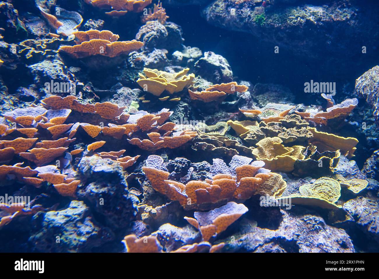 Im Pariser Aquarium entdecken Sie die größten lebenden Baumeister unseres Planeten. Das sind Riffkorallen. Primitive, koloniale Tiere Stockfoto
