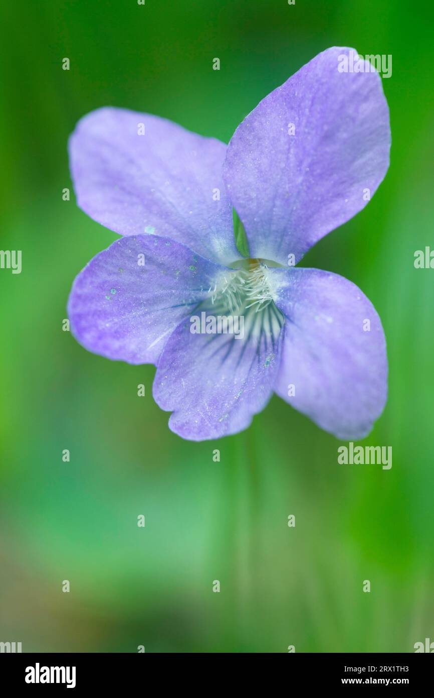 Die Blütezeit beginnt normalerweise im April (Rivinus violett), das gewöhnliche Hundeflaube (Viola riviniana) beginnt im April (Hundeflaube) Stockfoto