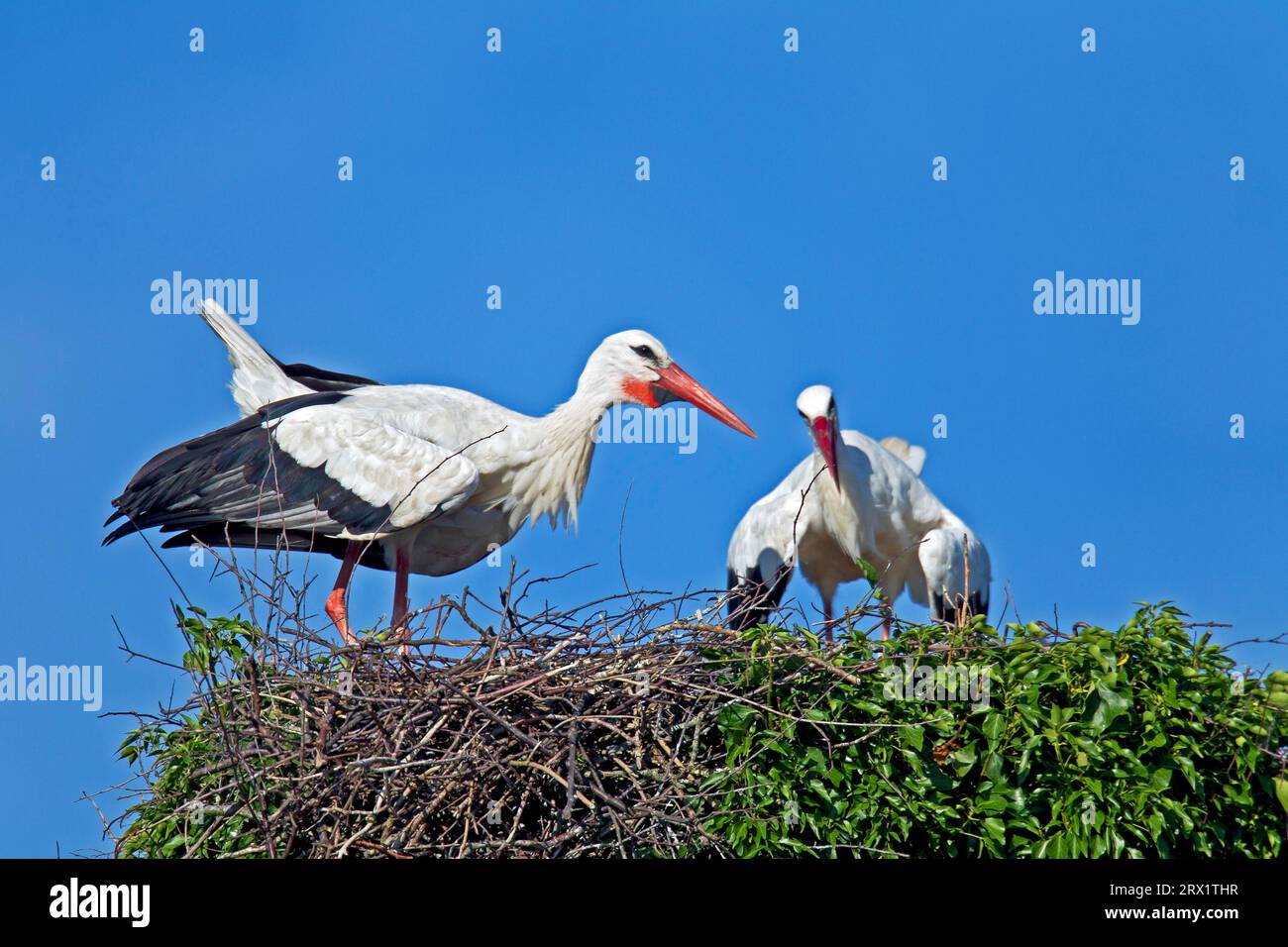 Weißstorch (Ciconia ciconia), in ihrem zweiten Lebensjahr sind die Jungvögel vollfarbig und tragen das Gefieder der Erwachsenen (Foto Weißstorch) Stockfoto