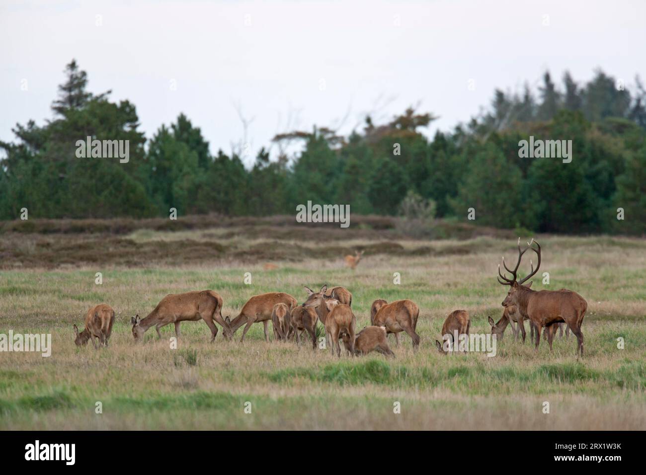 Rotwild (Cervus elaphus) der Spitzenhirsch übernimmt keine Führungsrolle, die Herde folgt dem Führer auch in der Brunftrudel und Roe Stockfoto