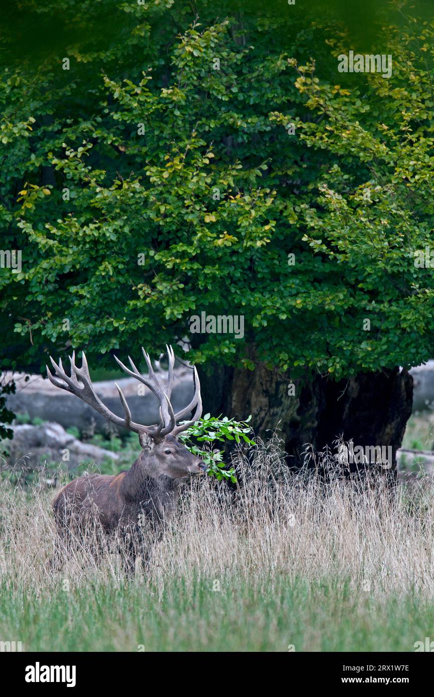 Rotwild (Cervus elaphus), eine sehr große Population lebt im Naturpark Oostvaarders Plassen in den Niederlanden (Foto Rotwild mit Wimpel) Stockfoto