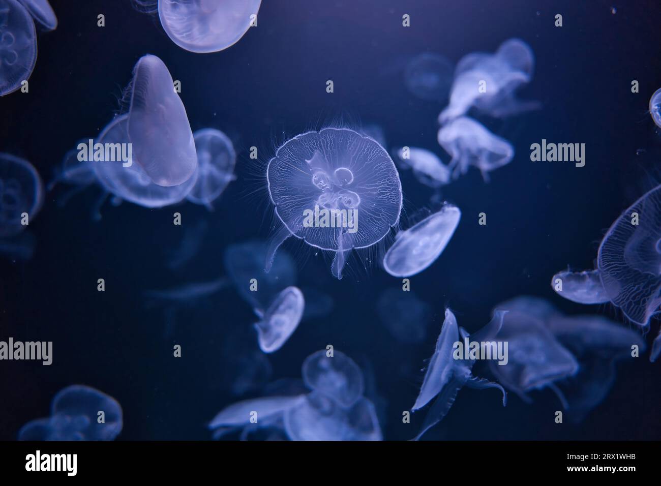 Das Pariser Aquarium, Moon Jelly, Aurelia aurita, ist eine Art der Familie der Ulmaridae. Alle Arten der Gattung sind sehr ähnlich Stockfoto