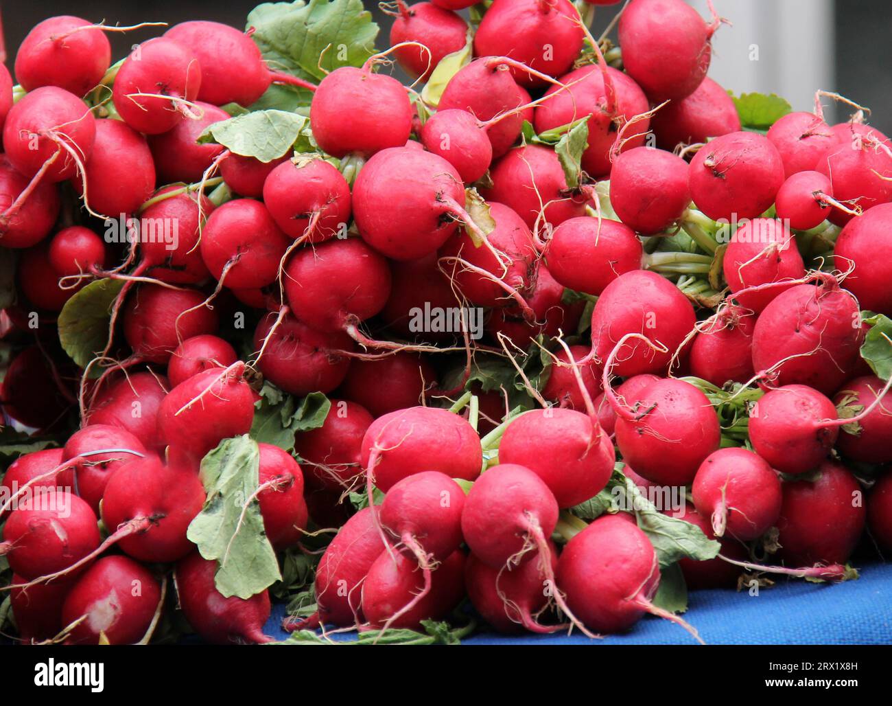 Eine Präsentation einer frisch gepflückten Radieschen-Salatfrucht. Stockfoto