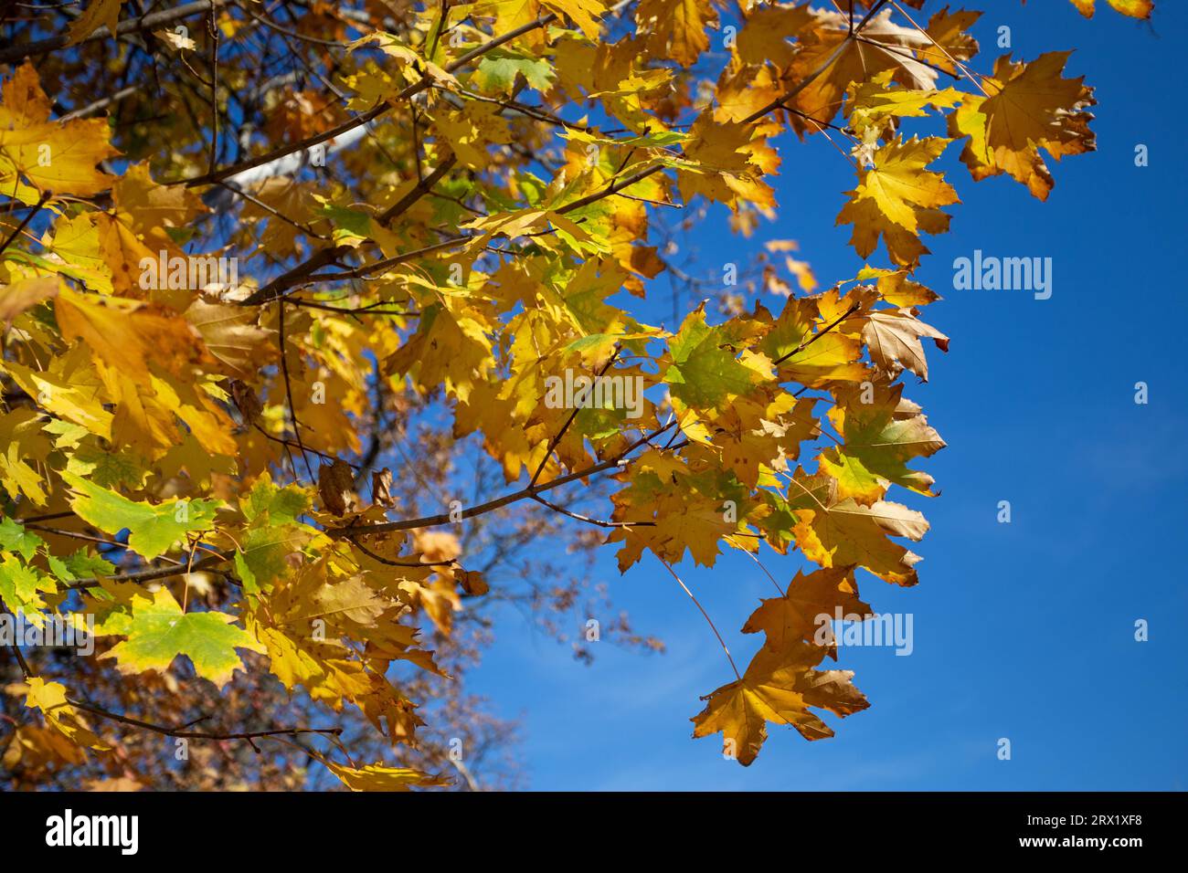 Ahornzweig vor dem Hintergrund des klaren blauen Himmels. Helle, gelbe Ahornblätter an einem sonnigen Septembertag. Schöne helle Herbstfarben. Wählen Sie Stockfoto
