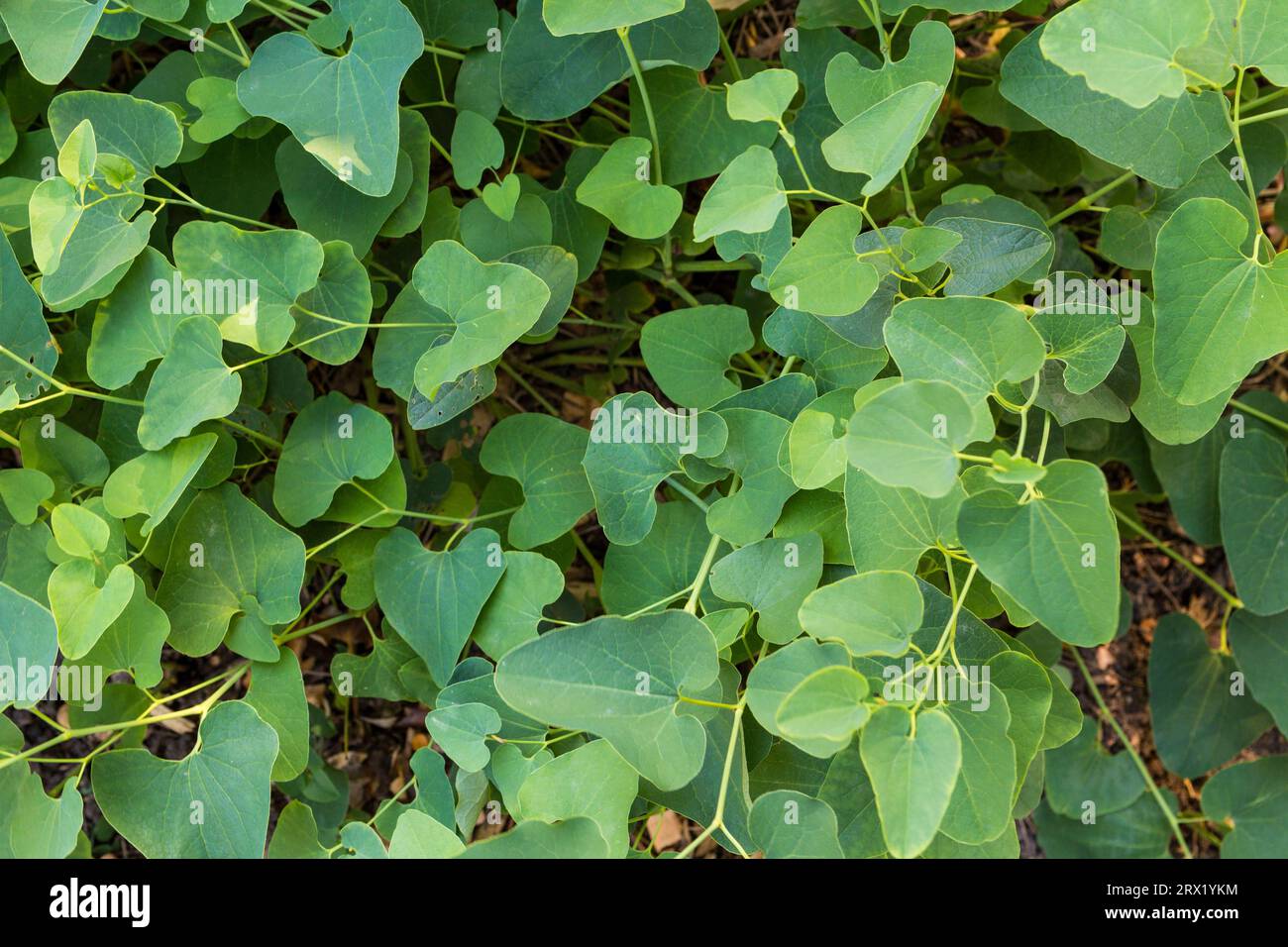Europäische Mutterkraut (Aristolochia clematitis) hinterlässt Muster direkt von oben, Ungarn, Europa Stockfoto