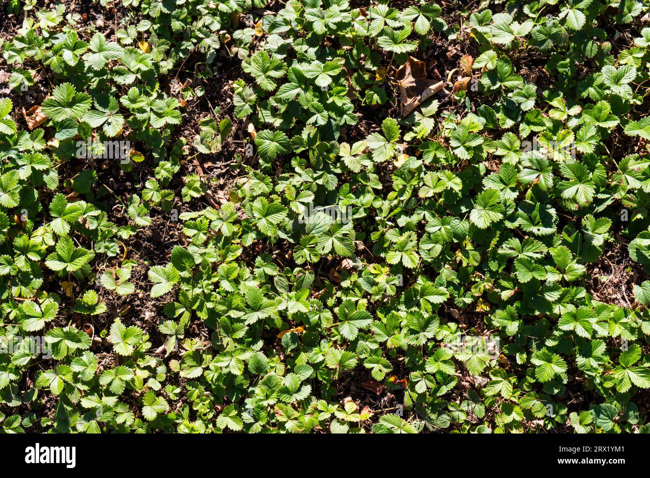 Wilde Erdbeere (Fragaria vesca) hinterlässt Muster direkt von oben, Ungarn, Europa Stockfoto