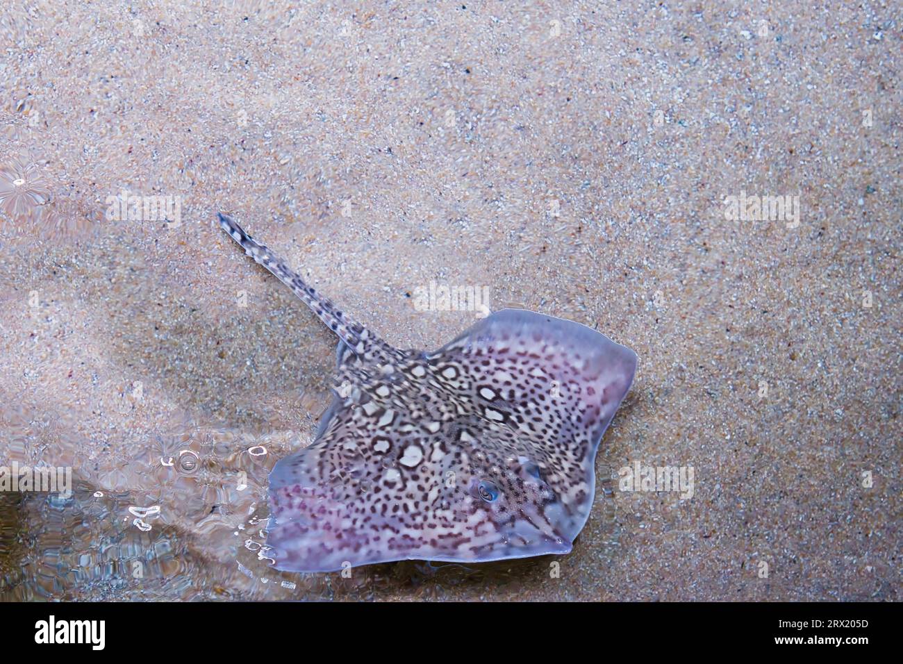Das Pariser Aquarium, der Dornbachrochen im Sand, ist auf der Roten Liste der IUCN als nahezu bedroht aufgeführt Stockfoto
