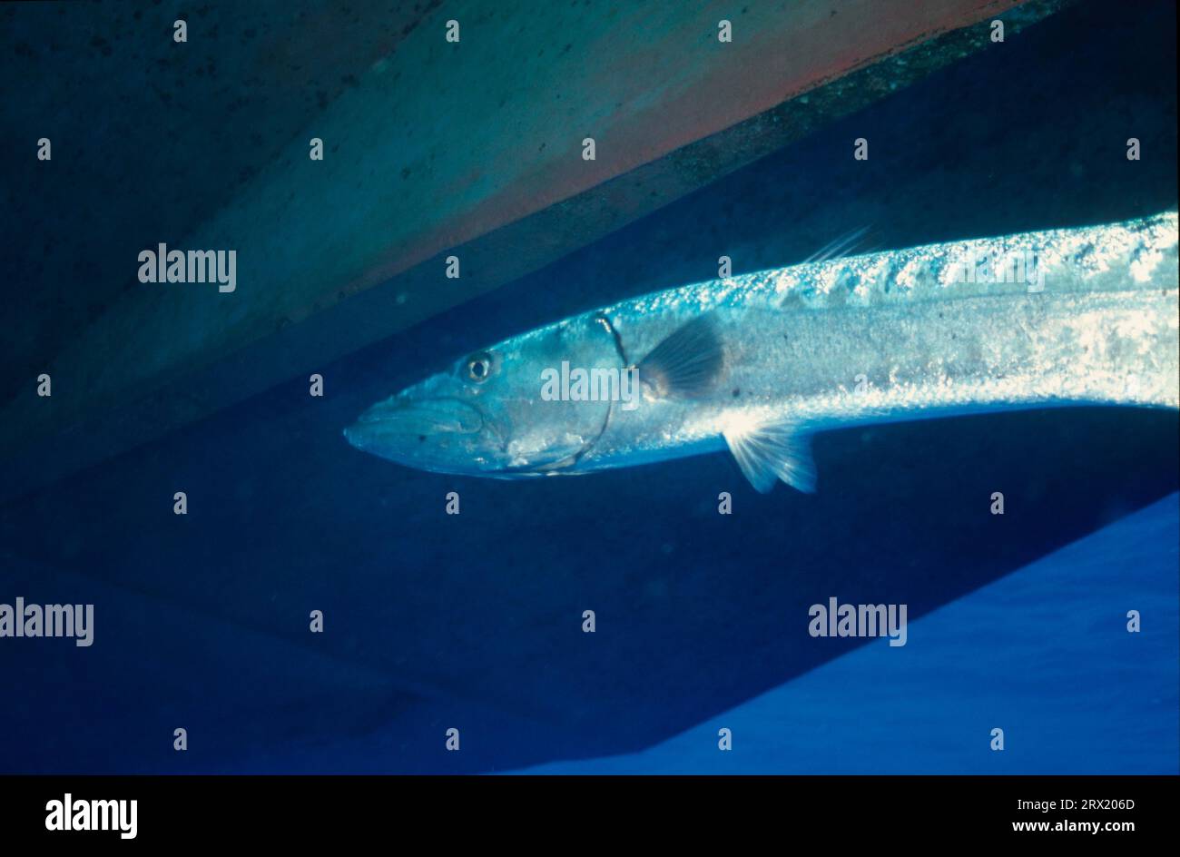 Barracuda, unter dem Boot, Australien Korallenmeer Stockfoto