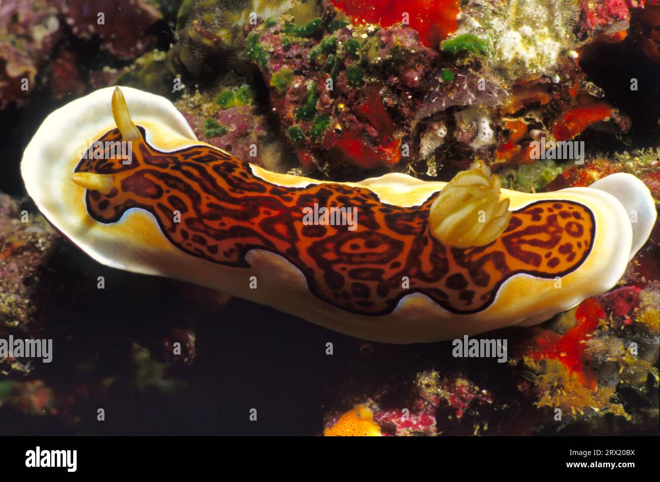 Leopardenschnecke Malediven Stockfoto
