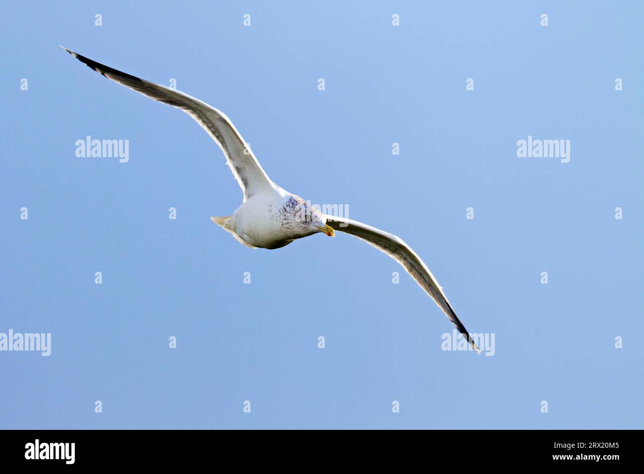 Europäische Heringsmöwen (Larus argentatus) haben ein sehr breites Nahrungsspektrum und sind sehr anpassungsfähig (Foto Heringsmöwe Flugfoto eines ausgewachsenen Vogels in Stockfoto