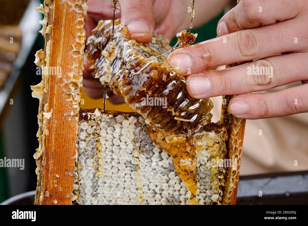 Imker entfernt Wabenwaben aus dem Bienenstock. Person, die Honig aus dem Bienenstock nimmt. Landwirt, der mit Wabenwaben im Bienenstand arbeitet. Bienenzucht auf dem Land. Organisch Stockfoto