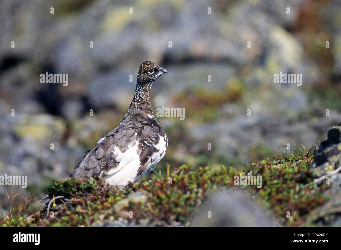 Fels-Ptarmigan (Lagopus muta), das Weibchen legt 3, 11 Eier (Schneehuhn) (Foto Fels-Ptarmigan im Sommergefieder), Lagopus mutus Stockfoto