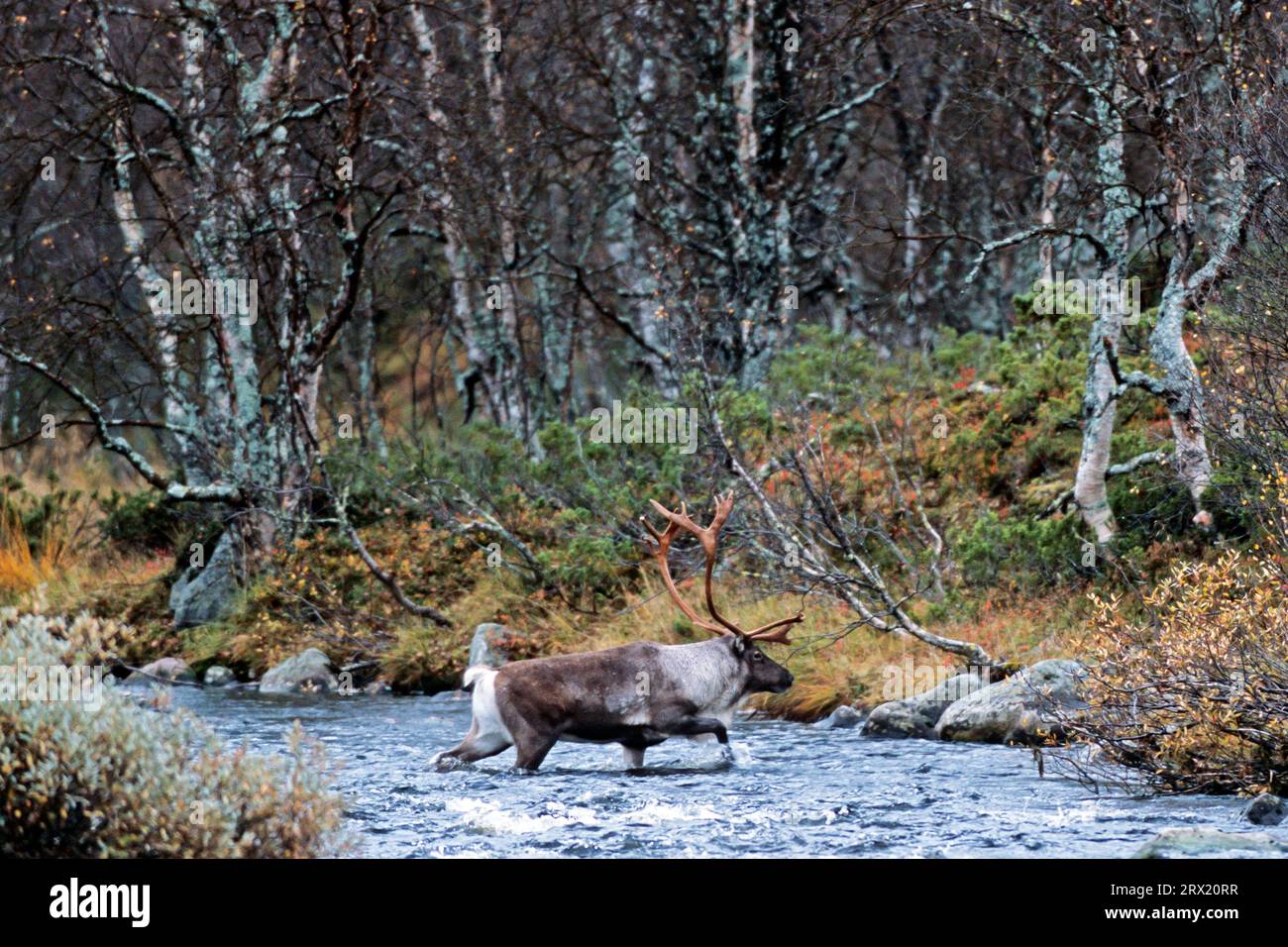 Rentiere (Rangifer tarandus) sind hervorragende Schwimmer (Eurasische Tundra) (Foto Rentier männlich in einem Fluss) (Rangifer tarandus tarandus) Stockfoto