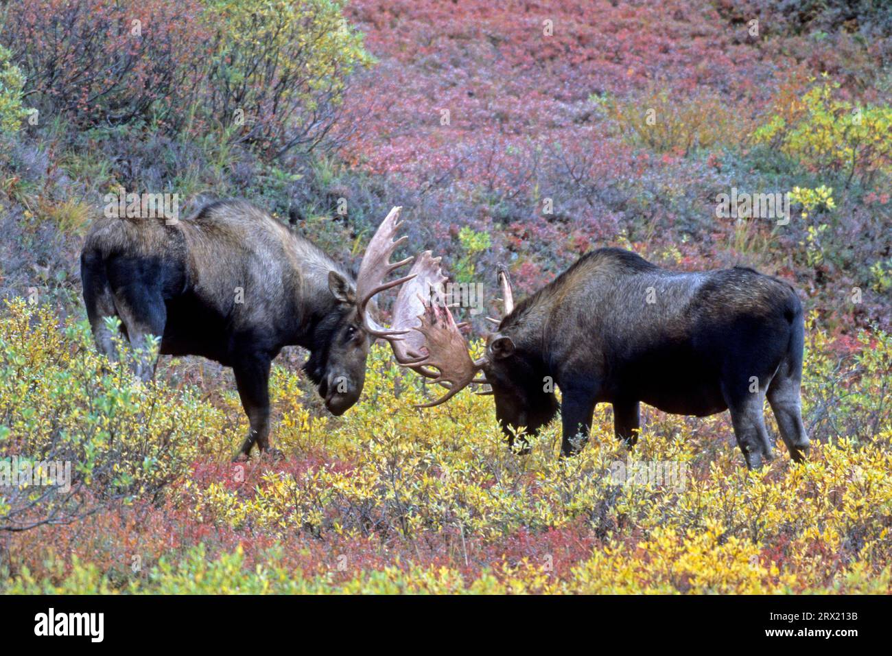 ELK, gute Beobachtungsmöglichkeiten gibt es in Norwegen, Schweden und Finnland (Elch aus Alaska) (Foto Elch aus Alces) spielerisch kämpfend) Stockfoto