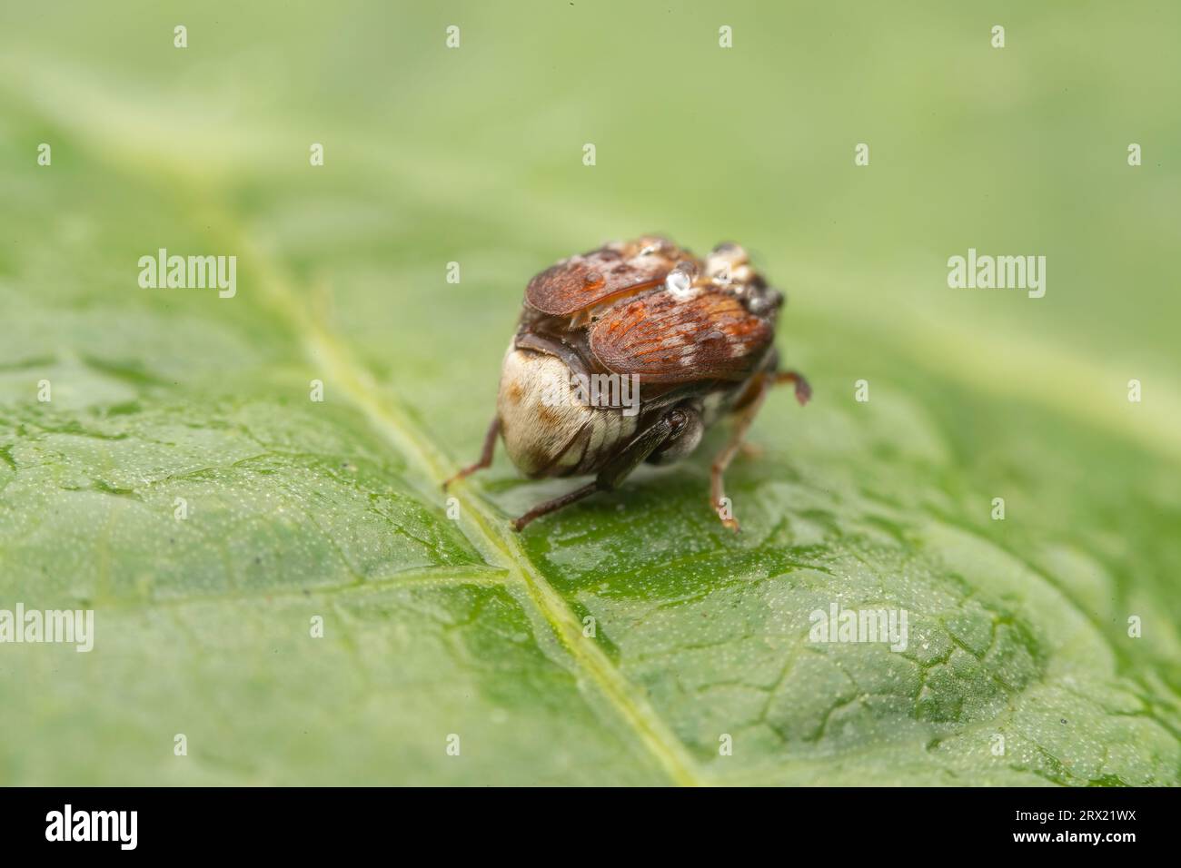 Bohne-Käfer in der Wildnis Stockfoto