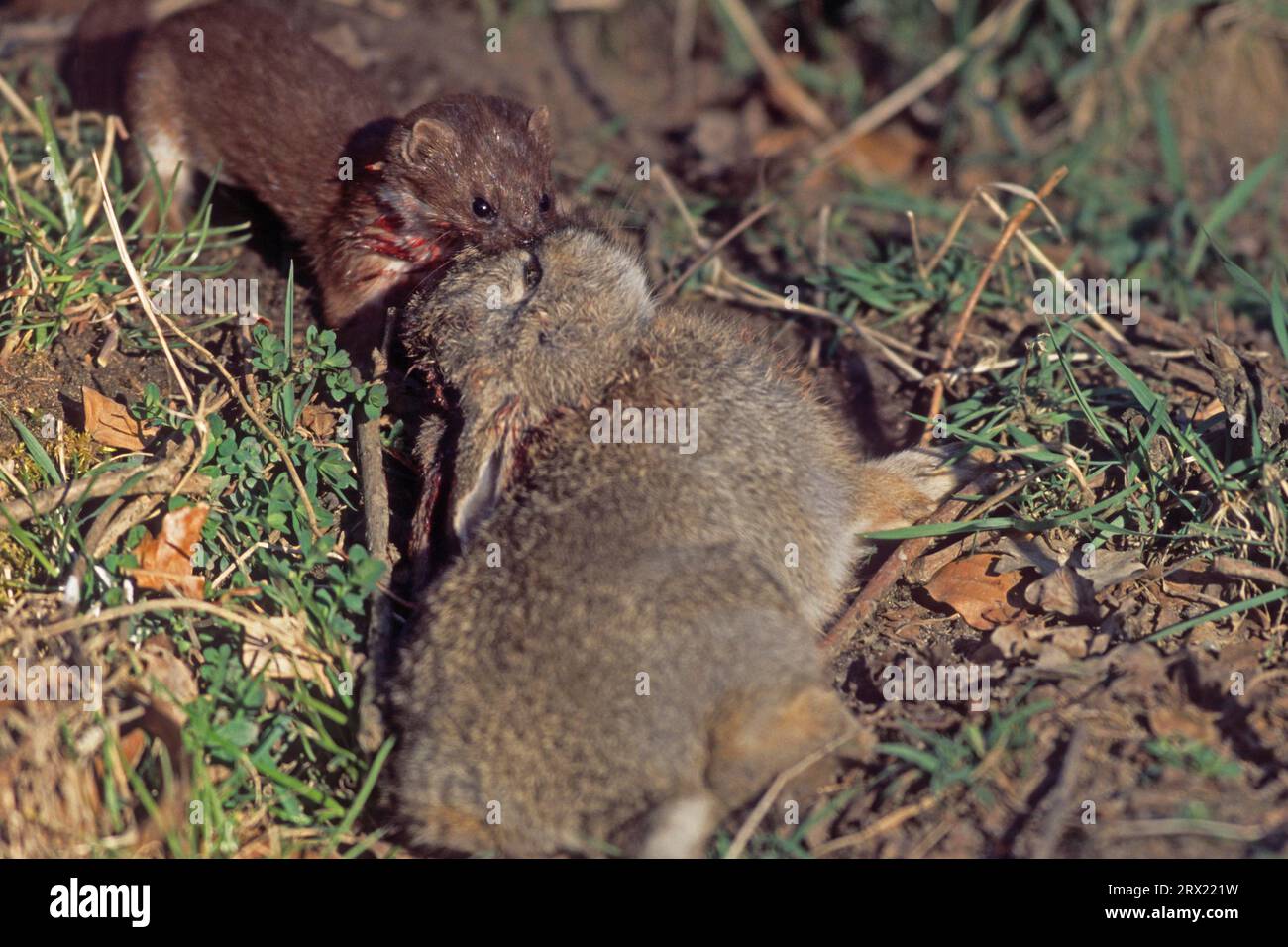 Am wenigsten Wiesel (Mustela nivalis) sind gewöhnlich Tag- und nachtaktiv (Foto Maus-Wiesel befällt ein junges Kaninchen), am wenigsten Wiesel markieren die Männchen ihre Stockfoto