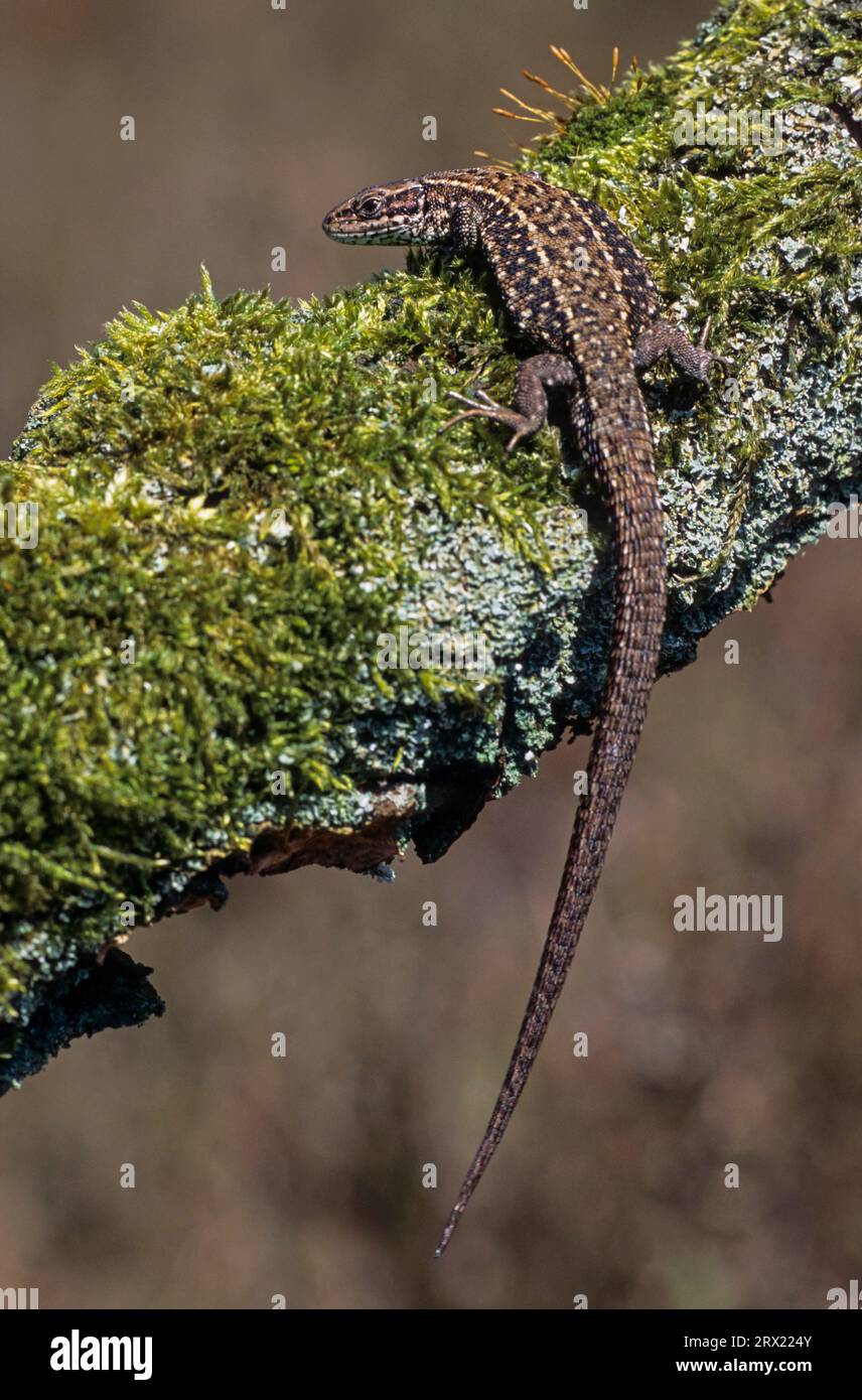 Viviparous Lizard (Lacerta vivipara) keine andere Reptilienart dringt weiter nördlich bis zum 70. Breitengrad (Moorechse) ein (Foto eines Weibchens) Stockfoto