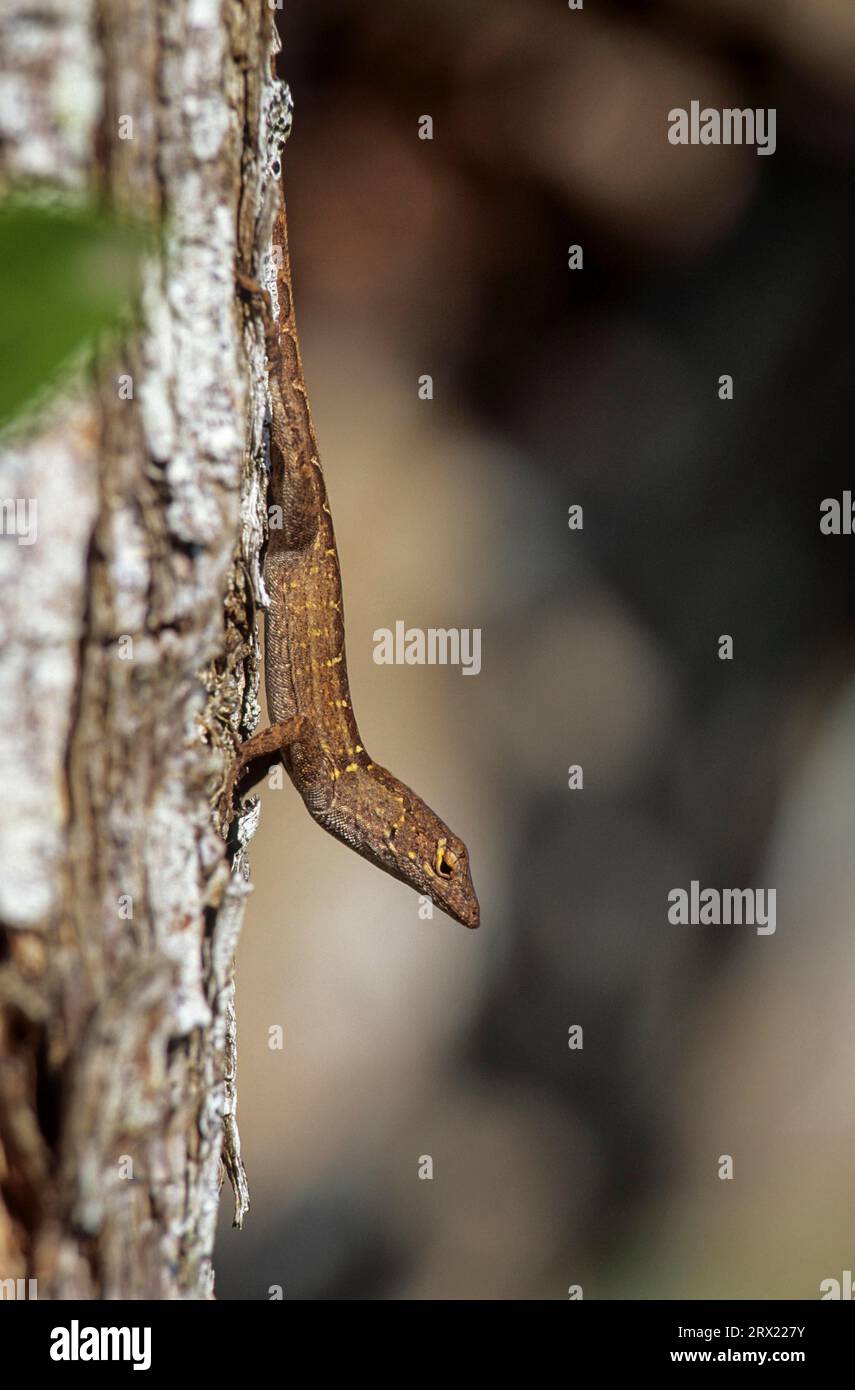 Brown Anole (Anolis sagrei) kann gut klettern, bleibt aber meist nur in geringen Höhen (Bahama Anole), Brown Anole wird in Florida (Bahaman) eingeführt Stockfoto